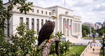 bald eagle sitting on tree branch with US federal reserve building in background